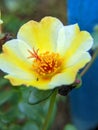 Yellow Purslane Rose in the morning