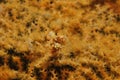 Yellow pygmy seahorse