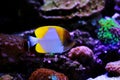 Yellow Pyramid Butterflyfish - Hemitaurichthys polylepis