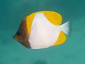 Yellow Pyramid Butterflyfish Royalty Free Stock Photo