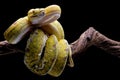 A yellow python is on alert for threats & perched on a tree branch