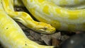 yellow python close-up in the wild