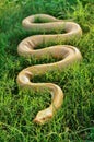 Yellow python in the grass Royalty Free Stock Photo