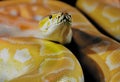 Close up of a python snake