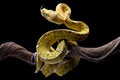 A yellow python is perched on a tree branch & sticking out its tongue Royalty Free Stock Photo