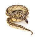Yellow Python regius Royalty Free Stock Photo