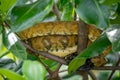 Yellow Python Resting on Tree Branches Royalty Free Stock Photo