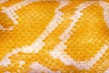 Yellow Python Skin Royalty Free Stock Photo