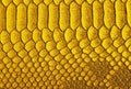 Yellow python skin background. Yellow reptile leather texture. Royalty Free Stock Photo