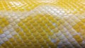 Yellow python snake skin Royalty Free Stock Photo