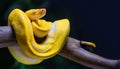 Yellow python wrapped around a branch.