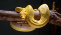 Yellow python wrapped around a branch.