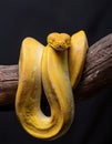 Yellow python wrapped around a branch.