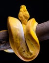 Yellow python wrapped around a branch.