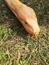 Yellow python writhing in the grass. Pattaya Royalty Free Stock Photo
