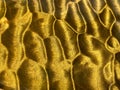 Yellow Quilted Maple. Background or texture. Royalty Free Stock Photo