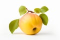 Yellow quince fruit with yellow flower isolated on a white background Royalty Free Stock Photo