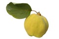 Yellow quince with green leaf Royalty Free Stock Photo