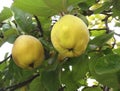 Yellow quinces of Cydonia oblonga tree