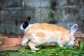 Yellow rabbit on the grass against the background of other rabbits. Royalty Free Stock Photo
