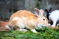 Yellow rabbit on the grass against the background of other rabbits. Royalty Free Stock Photo