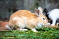 Yellow rabbit on the grass against the background of other rabbits Royalty Free Stock Photo