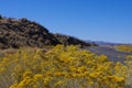 Yellow rabbitbrush blooming alongside a rural Nevada highway Royalty Free Stock Photo