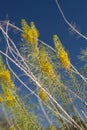 STANLEYA PINNATA BLOOM - JOSHUA TREE NP - 060520 D