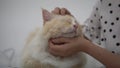 Yellow ragdoll cat is stroked by woman`s hand