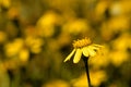 Yellow ragwort flower with shiny bokeh background