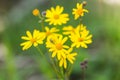 Yellow Ragwort Flower Smoky Mountains Tennessee Royalty Free Stock Photo