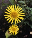 Yellow Ragwort flowers in the garden. Royalty Free Stock Photo
