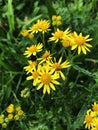 Yellow Ragwort flowers in the garden. Royalty Free Stock Photo