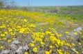 Yellow Ragwort flowers