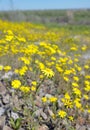 Yellow Ragwort flowers