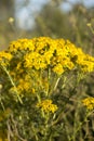 Yellow ragwort plant