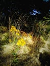 Yellow Ragwort plant, Kent, Southeast England