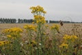 Yellow ragwort plants in front of a wheat field in summer