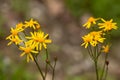 Yellow Ragwort Wildflower in Smoky Mountains Royalty Free Stock Photo