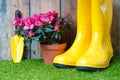 Yellow rain boots, little garden shovel and blossom azalea flower