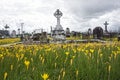 Yellow rain lilies in cemetery Royalty Free Stock Photo