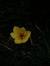 Yellow rain lily with Amber coloured anthers
