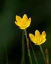 Yellow Rain Lily flowers glowing in sunlight Royalty Free Stock Photo