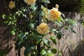 Yellow rambling rose climbing up a garden arbour arch frame. Royalty Free Stock Photo