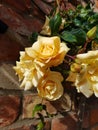 Yellow rambling rose Emily Gray variety Royalty Free Stock Photo