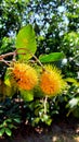 a sweet yellow rambutan fruits Royalty Free Stock Photo