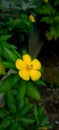 A yellow Ramgoat Dashalong flower Royalty Free Stock Photo