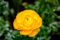 Yellow Ranunculus beautiful petals in the garden. Royalty Free Stock Photo