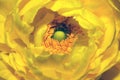 Yellow Ranunculus