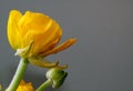 Yellow Ranunculus